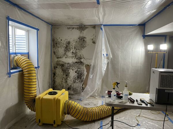 Mold remediation